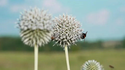 A bumblebee on a flower Stock Footage 324958012