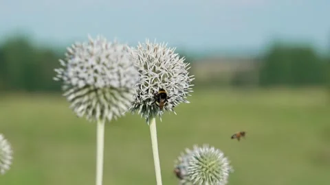 A bumblebee on a flower Stock Footage 324958186