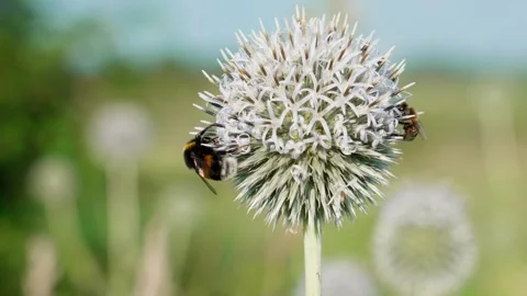 A bumblebee on a flower Stock Footage 324958390