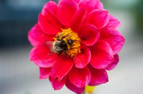 Bumblebee on a flower - macro close-up, pollinates a flower, collects pollen Foto stock