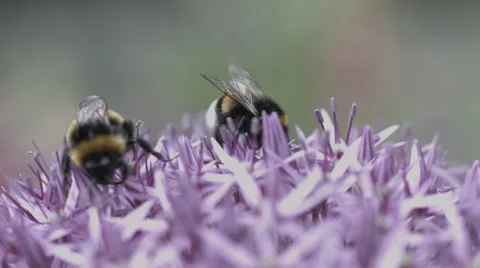 Bumblebee-flower-macro 動画素材 57809719