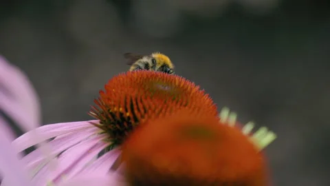 Bumblebee on a flower macro shot Stock Footage 166955270