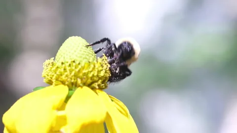 Bumblebee on flower midday close up alternate Stock Footage 239873944