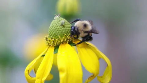Bumblebee on flower midday close up Stock Footage 239873824