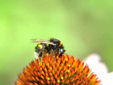 Bumblebee on a flower. Stock Photos