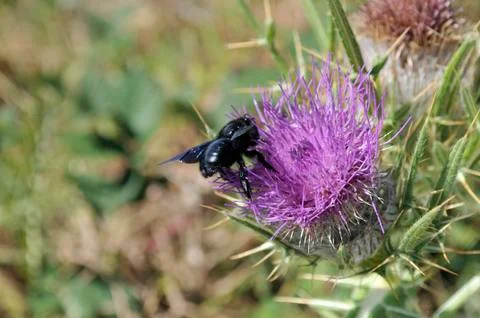 Bumblebee on flower Stock Photos