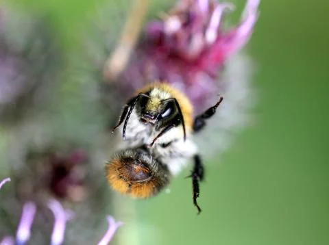 A bumblebee on a flower Stock Photos
