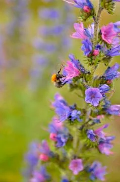 Bumblebee with flower Stock Photos