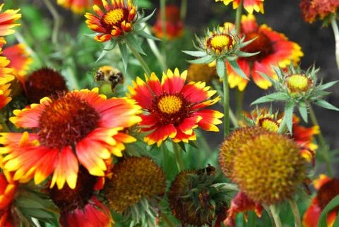 Bumblebee on  flower Stock Photos