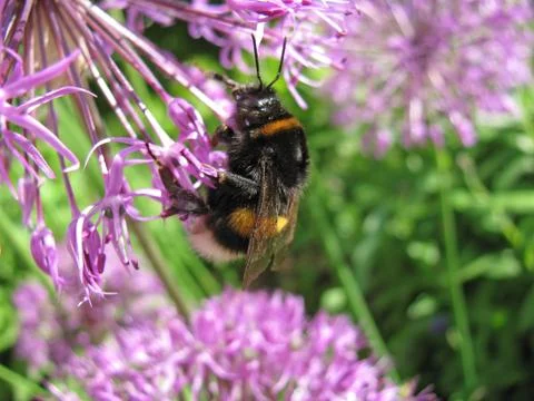 Bumblebee on a flower Stock Photos