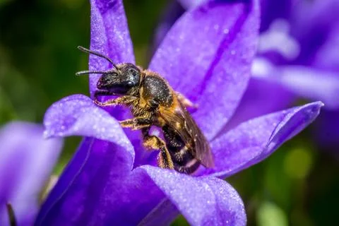 Bumblebee in the flower Фото