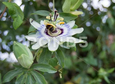 Bumblebee on Flower Stock Photos