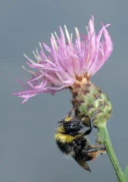 Bumblebee on flower. Stock Photos