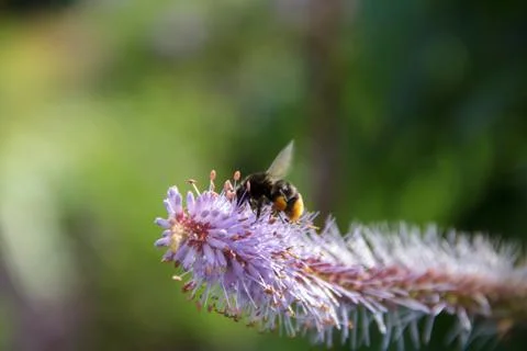 Bumblebee on flower Stock Photos