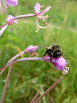 Bumblebee on flower Stock Photos