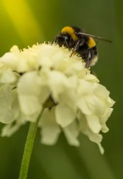 Bumblebee on a flower Stock Photos