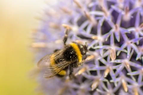 Bumblebee on a flower Stock Photos