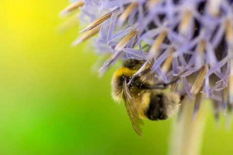 Bumblebee on a flower Stock Photos