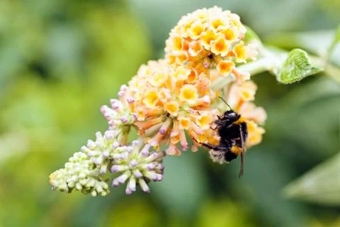 Bumblebee on a flower Stock Photos