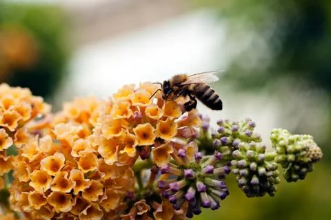 Bumblebee on a flower Stock Photos