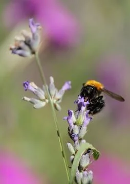 Bumblebee on a flower 写真素材