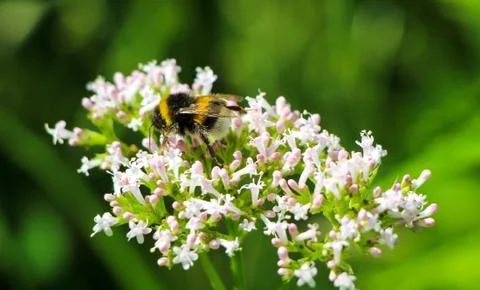A Bumblebee on a Flower Stock Photos