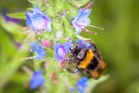 Bumblebee on a flower Stock Photos