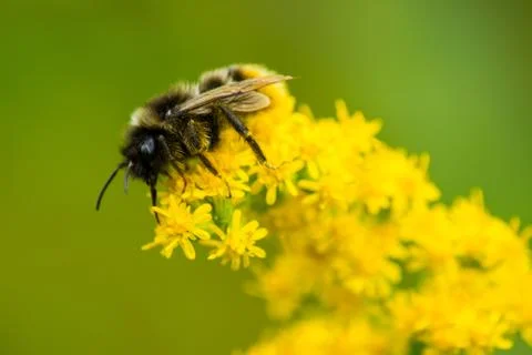 Bumblebee on a flower Stockfoto's