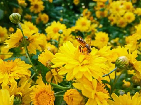 Bumblebee on Flower! Stock Photos