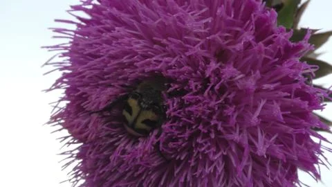 Bumblebee on a flower Stock Photos