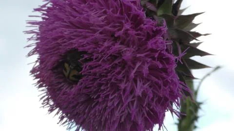 Bumblebee on a flower Foto stock