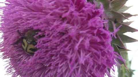 Bumblebee on a flower Foto stock