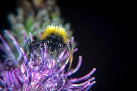 Bumblebee on a flower Stock Photos