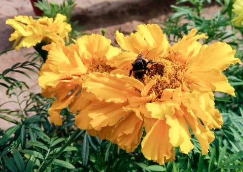 Bumblebee on a flower. Стоковые фото