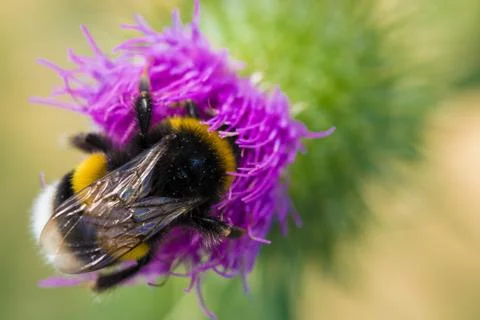Bumblebee on flower Stock Photos