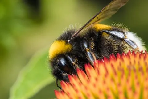 Bumblebee on flower Stock Photos