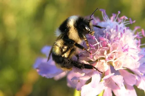 Bumblebee on a flower Stock Photos