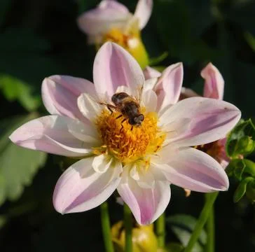 Bumblebee on a flower 库存照片