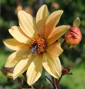 Bumblebee on a flower 库存照片