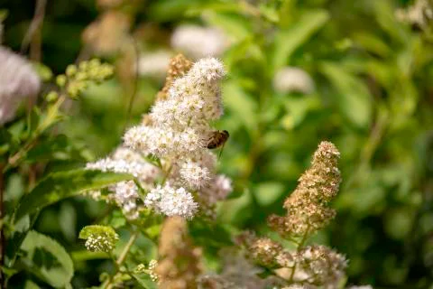 Bumblebee on flower Stock Photos