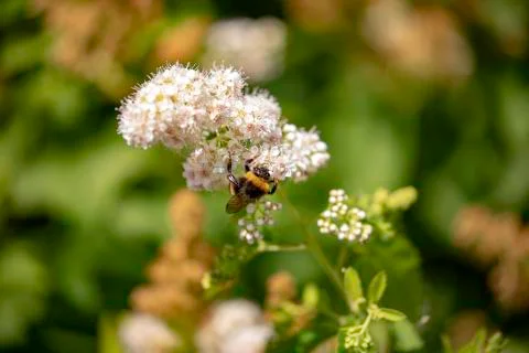 Bumblebee on flower Stock-Fotos