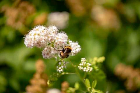 Bumblebee on flower Foto stock