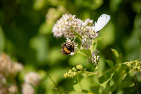Bumblebee on flower Foto stock