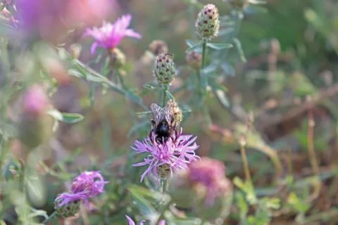 Bumblebee on a flower Stock Photos