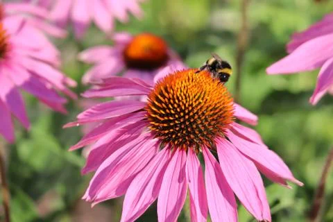Bumblebee on a flower 写真素材