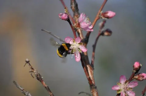 Bumblebee on Flower Stock Photos