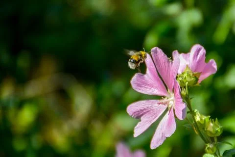 Bumblebee on a flower. Foto stock