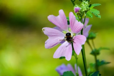 Bumblebee on a flower. Stock Photos