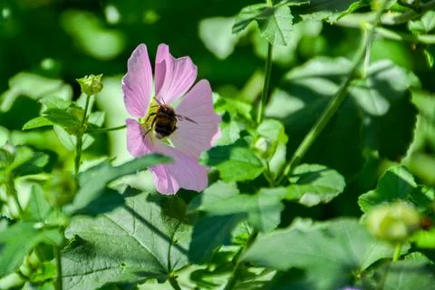 Bumblebee on a flower. Stock Photos