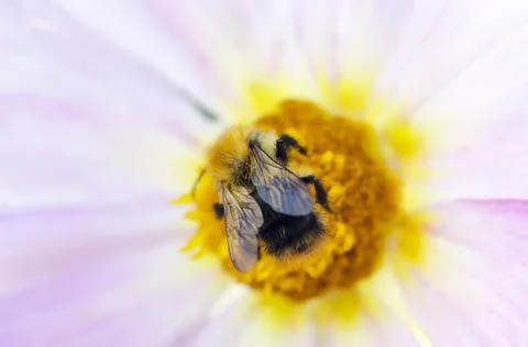 Bumblebee on the flower Stock Photos